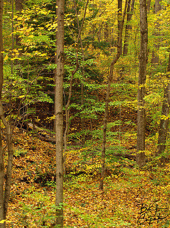 Ohiopyle State Park, PA (3)