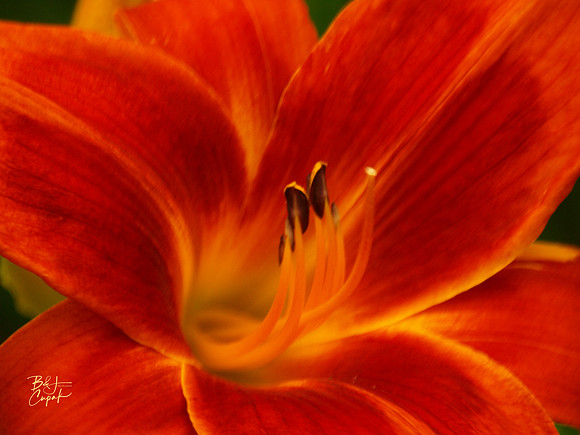 Hershey Gardens, PA (25)