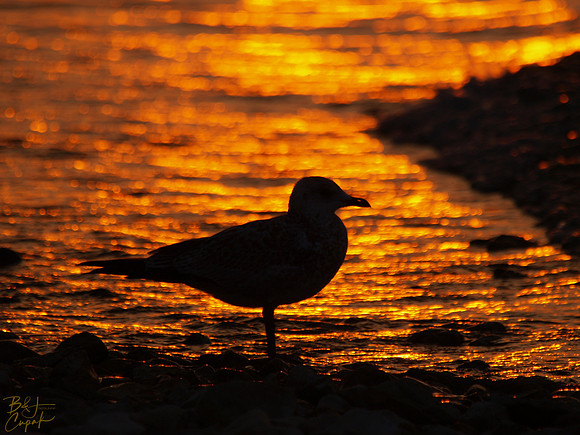 Mackinaw City, MI (1)
