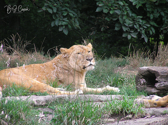 Animals (40)