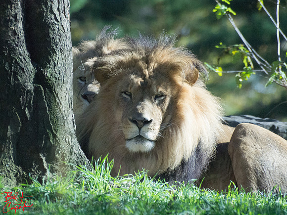 Animals (32)