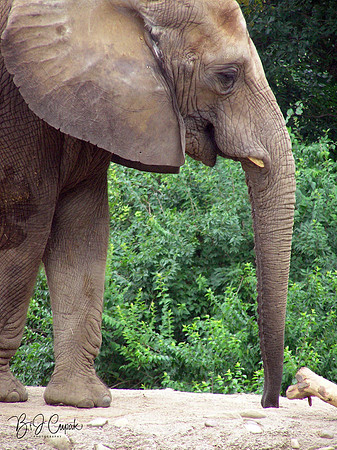 Animals (33)