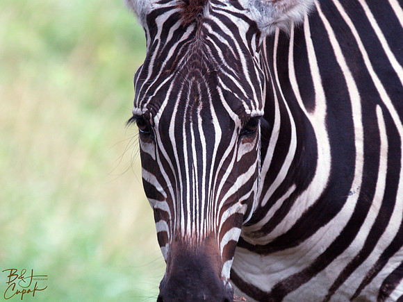 Animals (43)