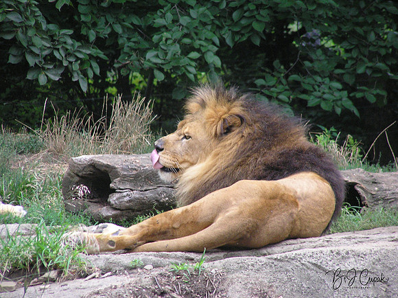 Animals (41)