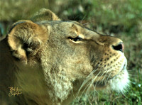 Animals (19)