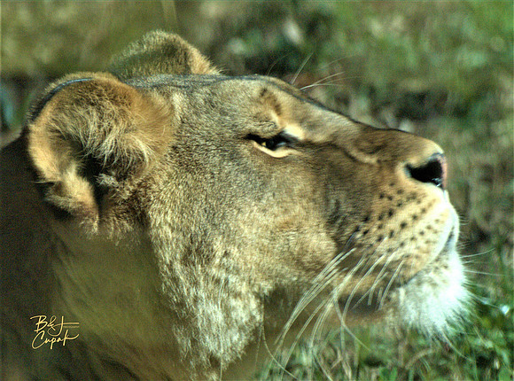 Animals (19)