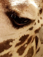 Animals (13)