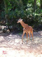 Animals (11)