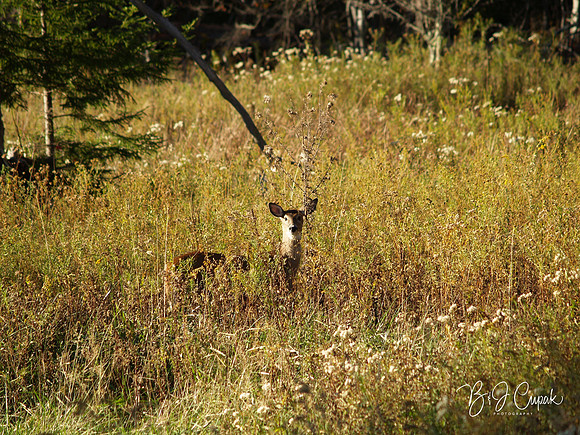 Animals (1)