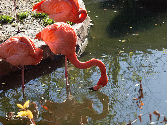 Animals (21)