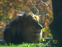 Animals (17)
