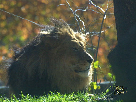 Animals (17)