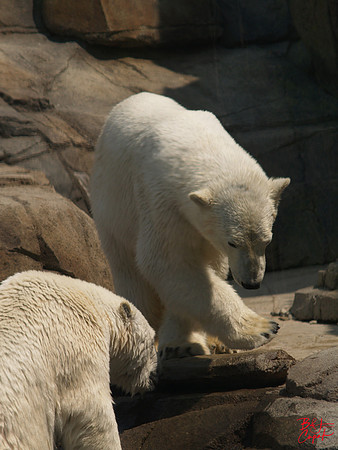 Animals (26)