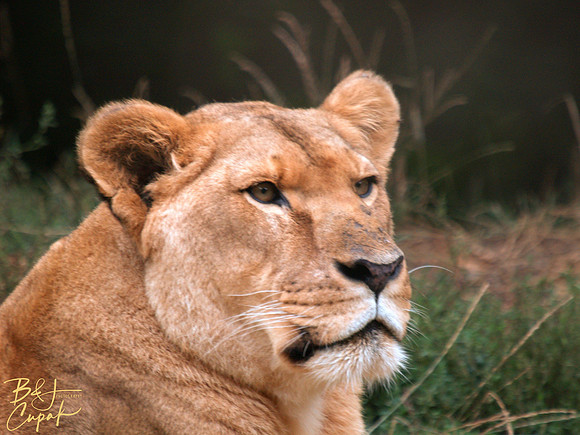 Animals (42)