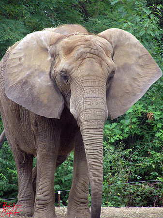 Animals (27)
