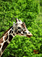 Animals (7)