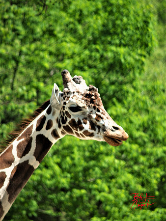 Animals (7)