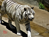 Animals (5)