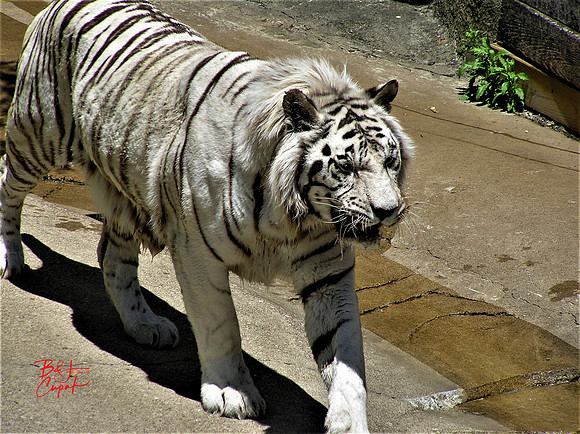 Animals (5)