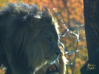 Animals (18)
