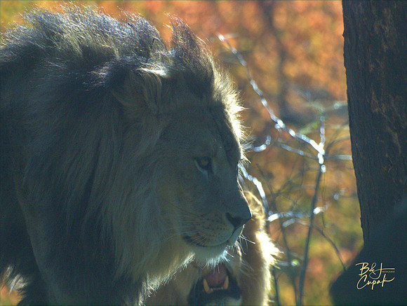 Animals (18)
