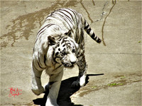 Animals (4)