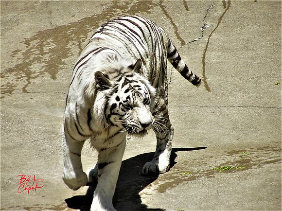 Animals (4)