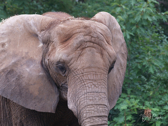 Animals (38)