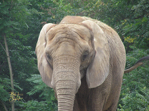 Animals (25)