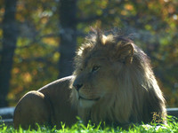 Animals (16)
