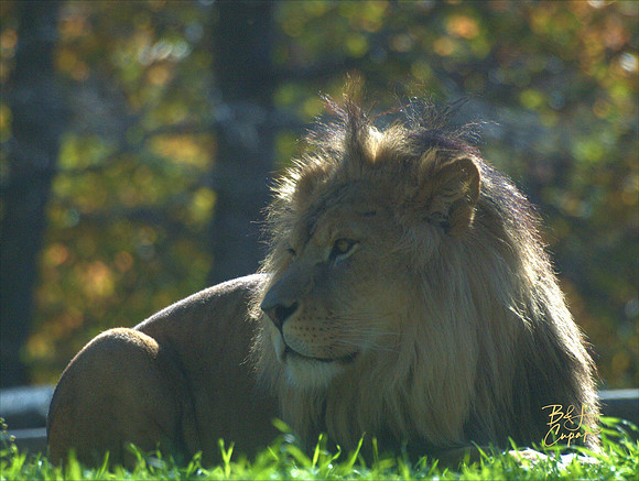 Animals (16)