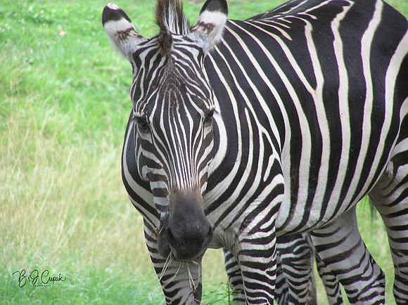 Animals (31)