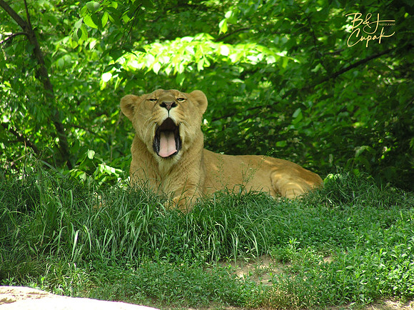 Animals (47)