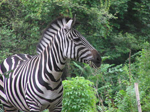 Animals (30)