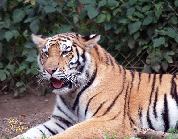 Animals (45)