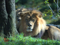 Animals (14)