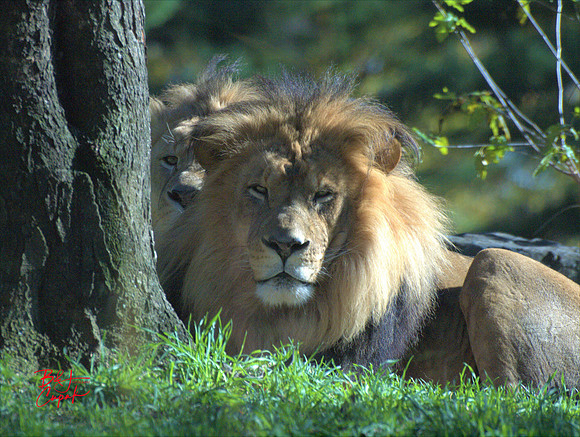 Animals (14)