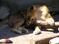 Animals (3)