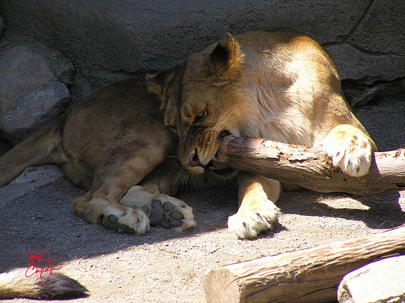 Animals (3)