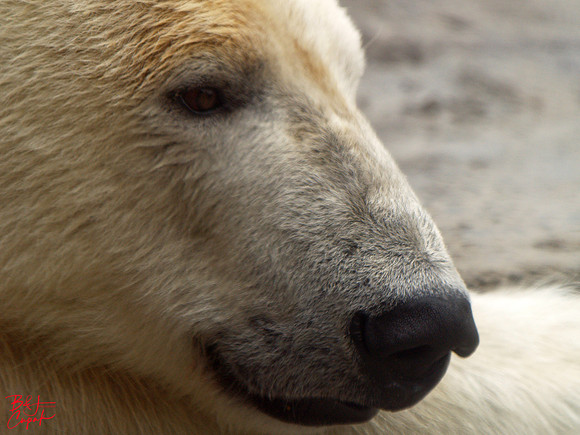 Animals (29)