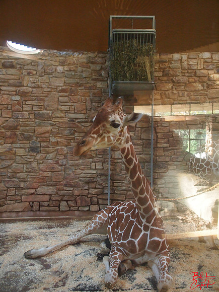Animals (35)