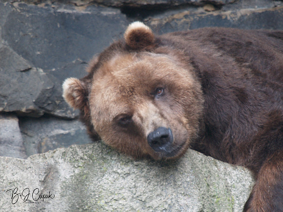 Animals (39)