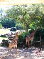 Animals (12)