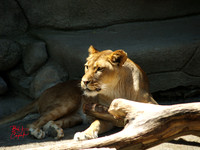 Animals (8)