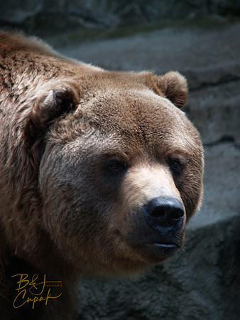 Animals (46)