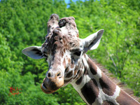 Animals (2)