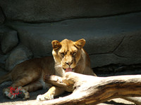Animals (9)