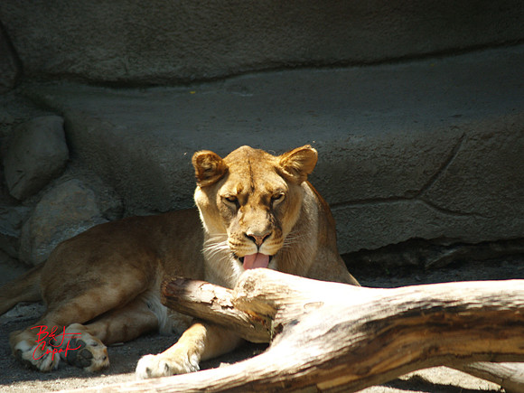 Animals (9)