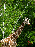 Animals (6)