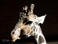 Animals (20)